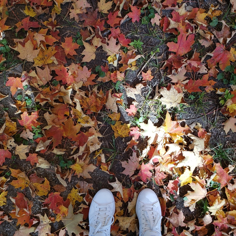 Meet your Posher, Jessie